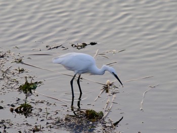 Little Egret 境川遊水地公園 Thu, 10/26/2023