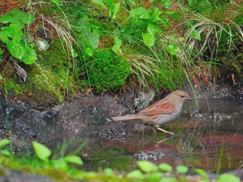 Japanese Accentor Okuniwaso(Mt. Fuji) Sat, 7/8/2017