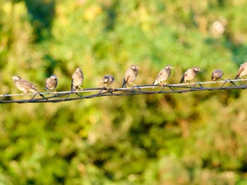 White-cheeked Starling 境川遊水地公園 Thu, 10/26/2023