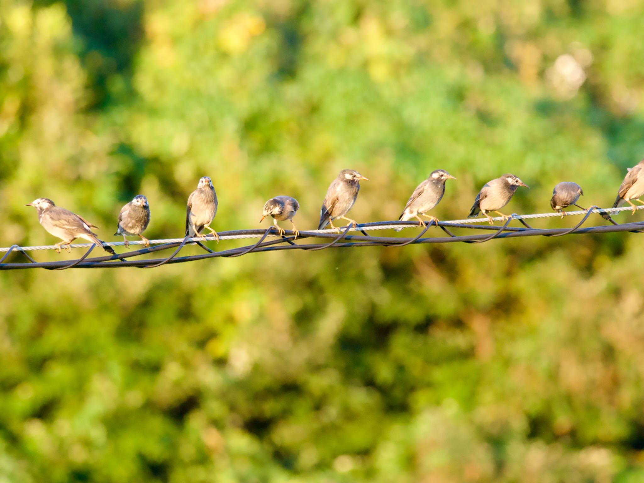 White-cheeked Starling