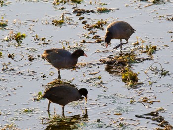 Eurasian Coot 境川遊水地公園 Thu, 10/26/2023