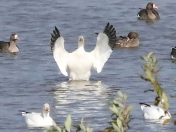 Snow Goose 舞鶴遊水地 Thu, 10/26/2023