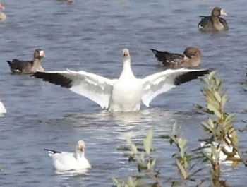 Snow Goose 舞鶴遊水地 Thu, 10/26/2023