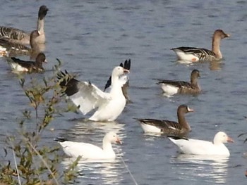 Snow Goose 舞鶴遊水地 Thu, 10/26/2023