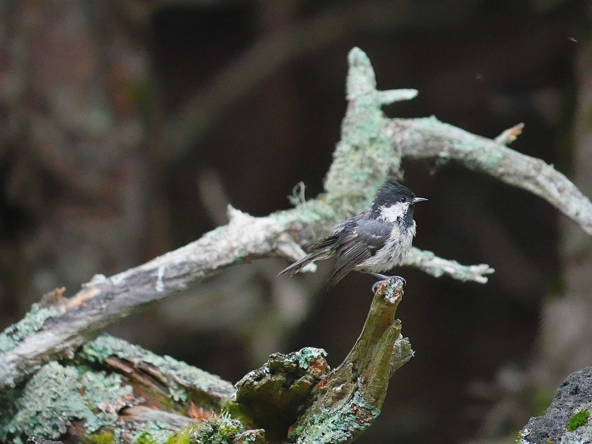 Photo of Coal Tit at Okuniwaso(Mt. Fuji) by kenek