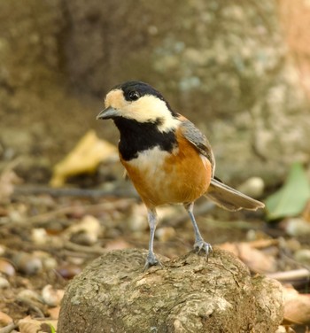 Thu, 10/26/2023 Birding report at 赤塚公園