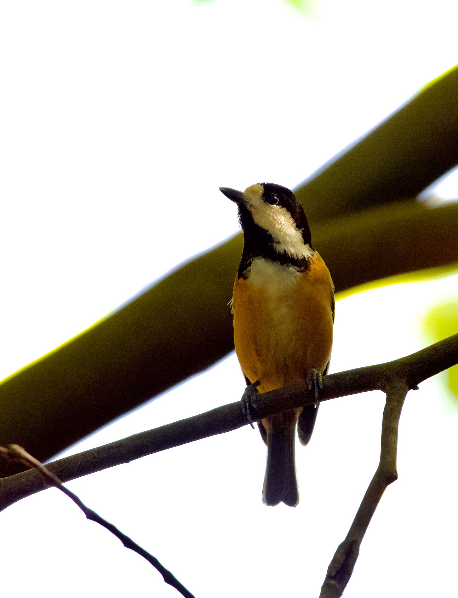 Varied Tit