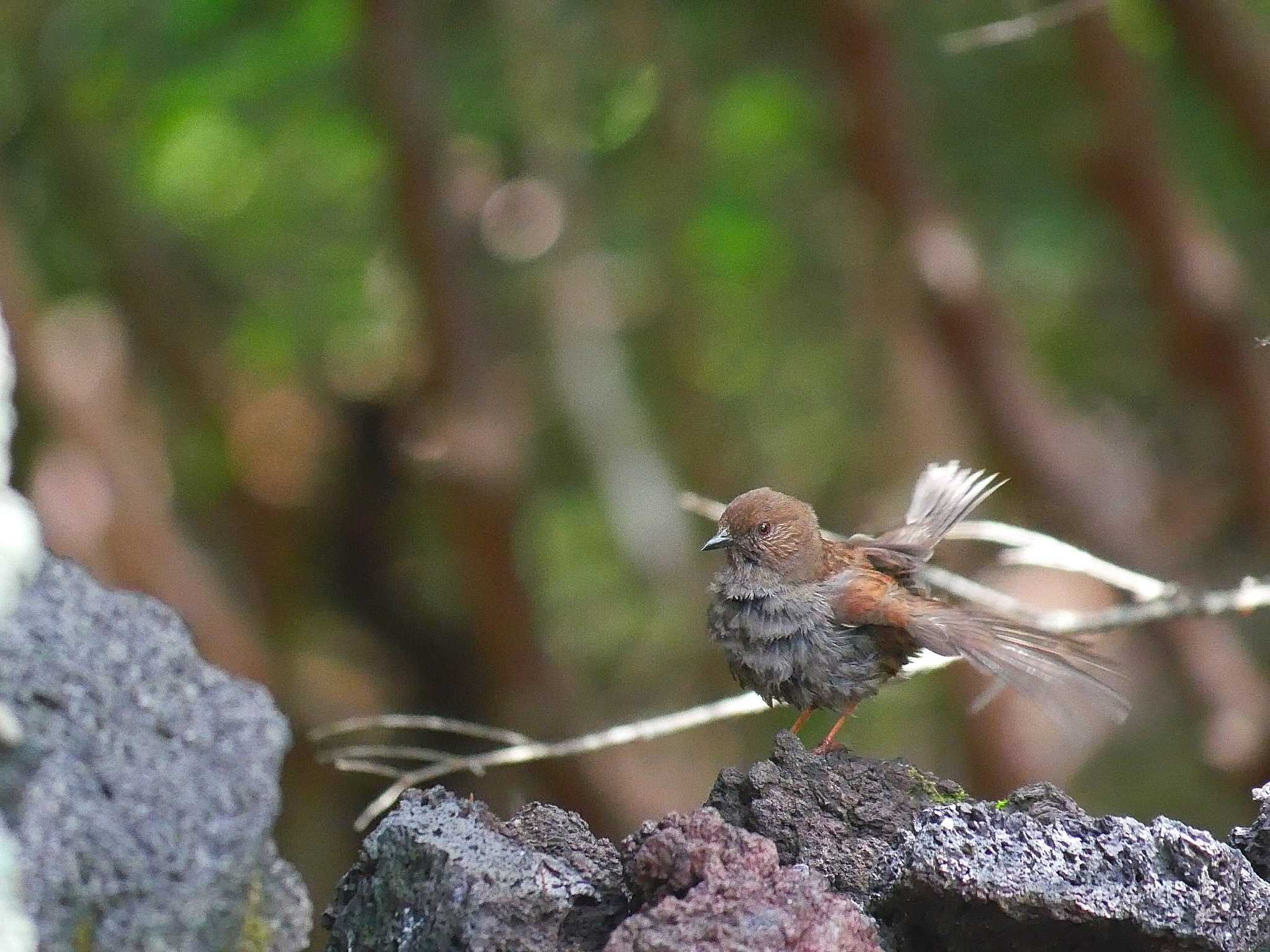 カヤクグリ