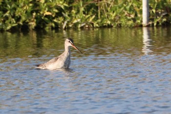 Thu, 10/26/2023 Birding report at 愛知県愛西市立田町