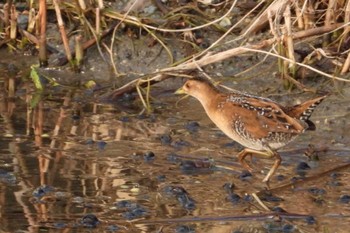 Baillon's Crake 岡山百間川 Thu, 10/26/2023