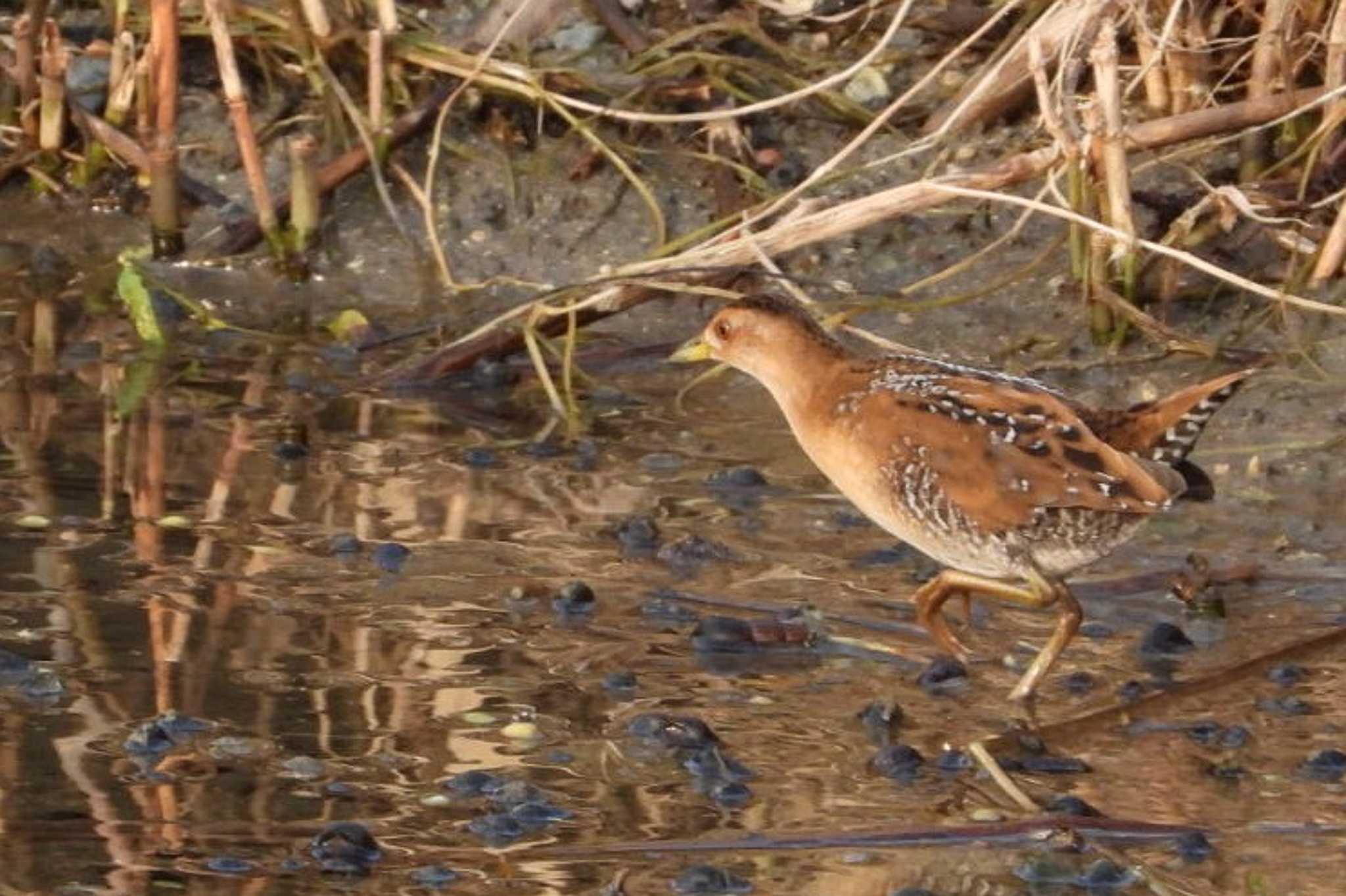 Photo of Baillon's Crake at 岡山百間川 by タケ