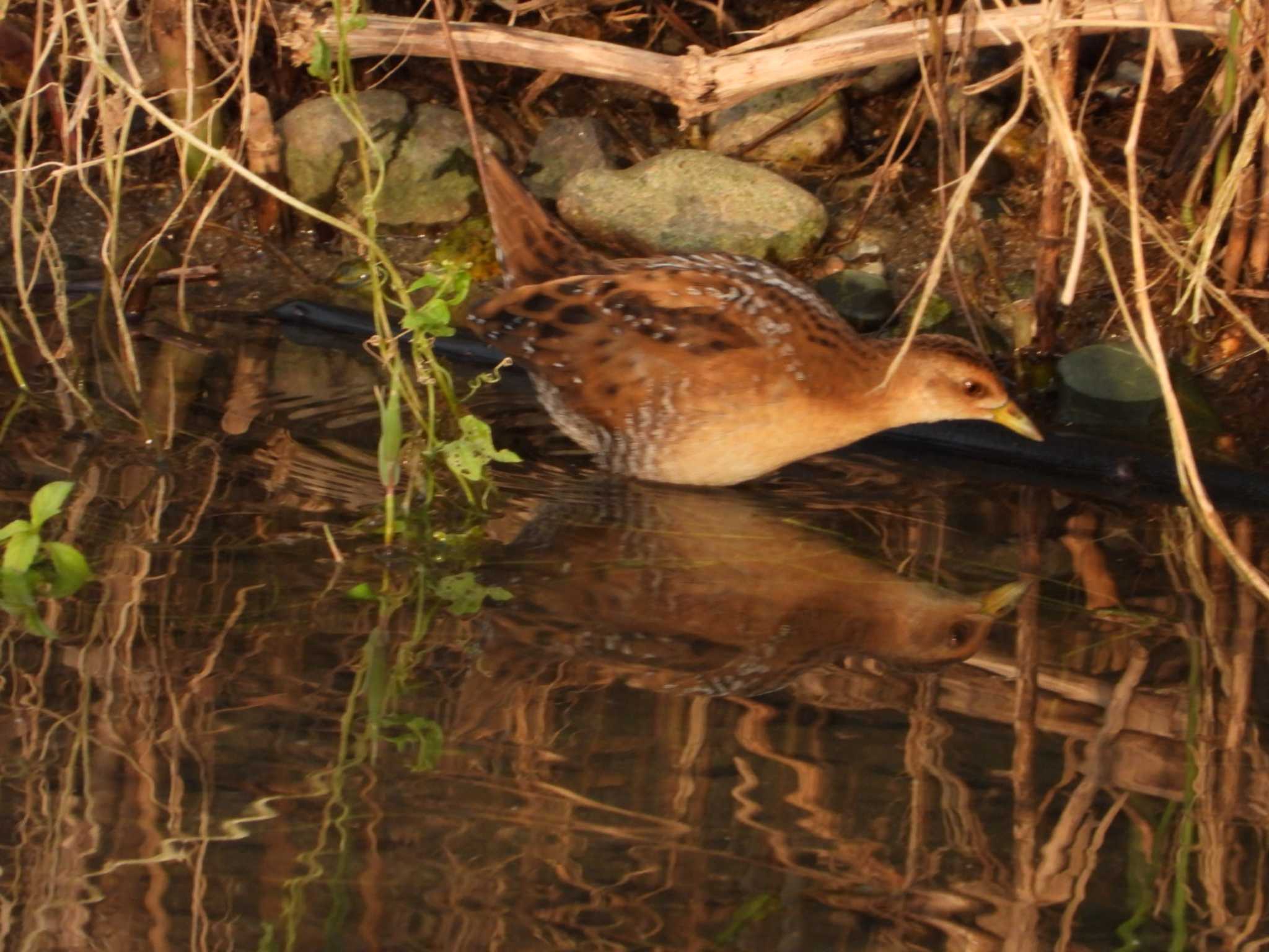 Photo of Baillon's Crake at 岡山百間川 by タケ