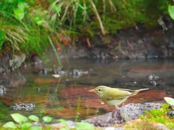 Japanese Leaf Warbler Okuniwaso(Mt. Fuji) Sat, 7/8/2017