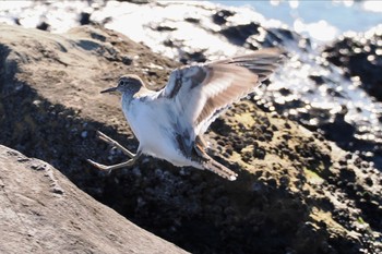 イソシギ 東京港野鳥公園 2023年10月22日(日)