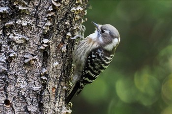 コゲラ 東京港野鳥公園 2023年10月22日(日)