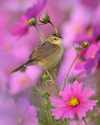 Zitting Cisticola 家の近所 Wed, 10/25/2023