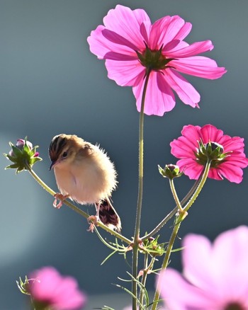 Zitting Cisticola 家の近所 Tue, 10/24/2023