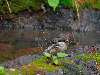 ウソ 奥庭荘(富士山) 2017年7月8日(土)