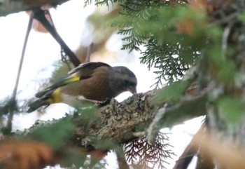 Oriental Greenfinch(kawarahiba) 女神湖 Mon, 10/23/2023