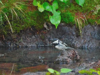 Coal Tit Okuniwaso(Mt. Fuji) Sat, 7/8/2017