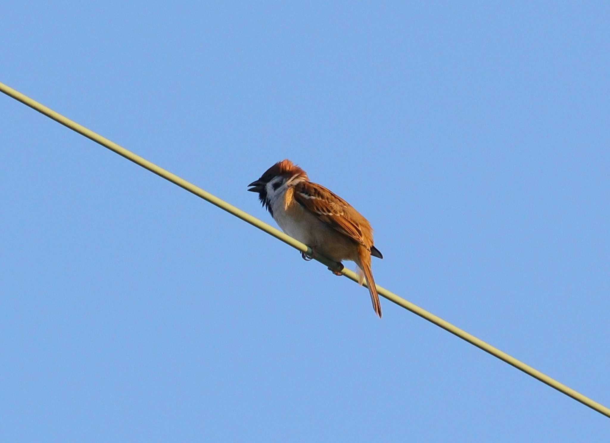 Eurasian Tree Sparrow