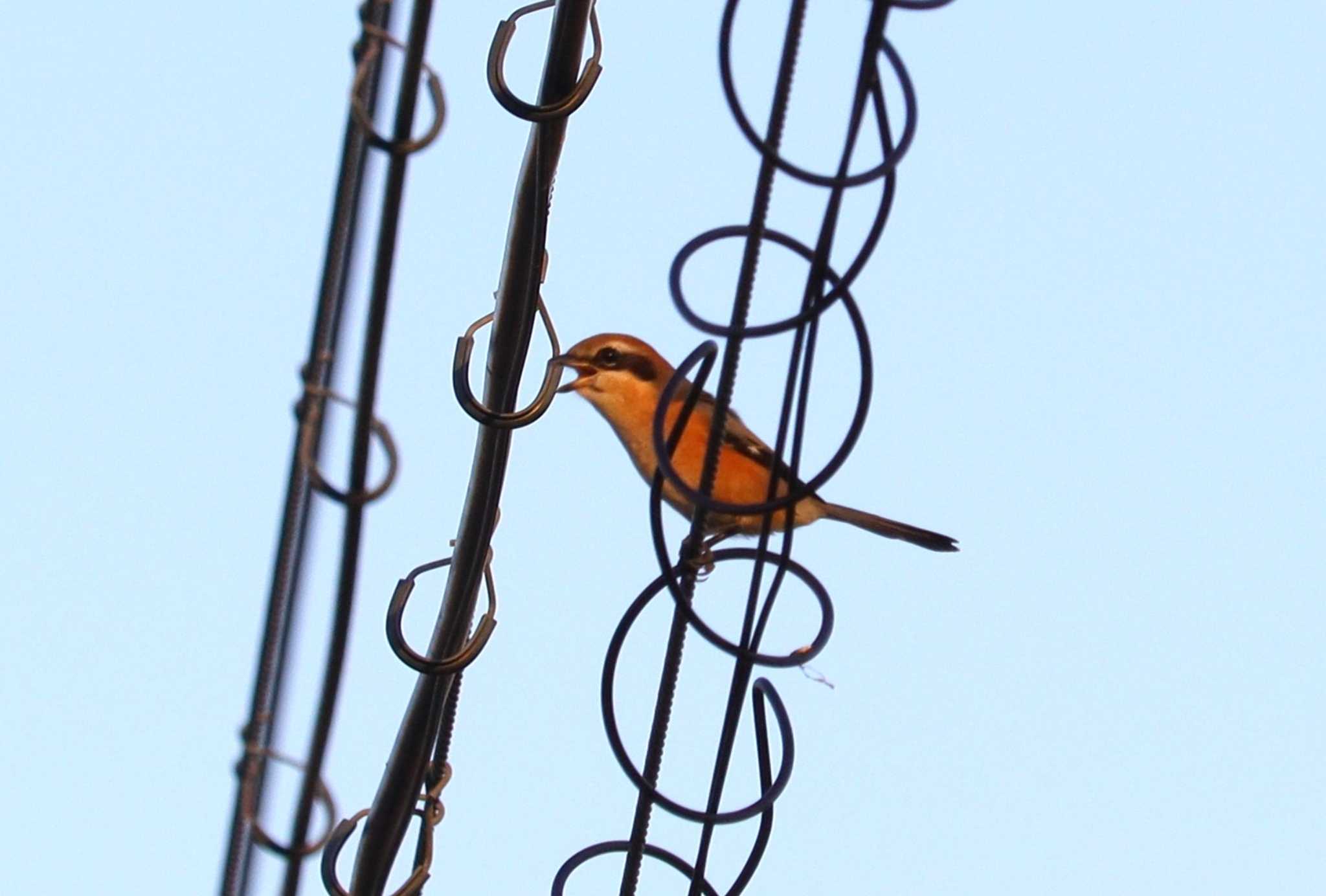 Bull-headed Shrike