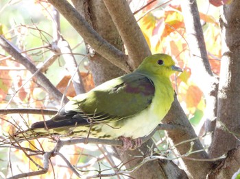 White-bellied Green Pigeon マイフィールドa Thu, 10/26/2023