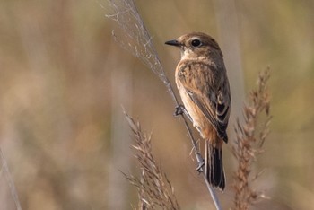 Amur Stonechat 山口県立きらら浜自然観察公園 Thu, 10/26/2023