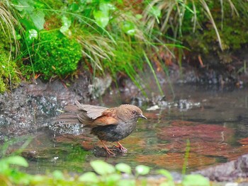 Japanese Accentor Okuniwaso(Mt. Fuji) Sat, 7/8/2017