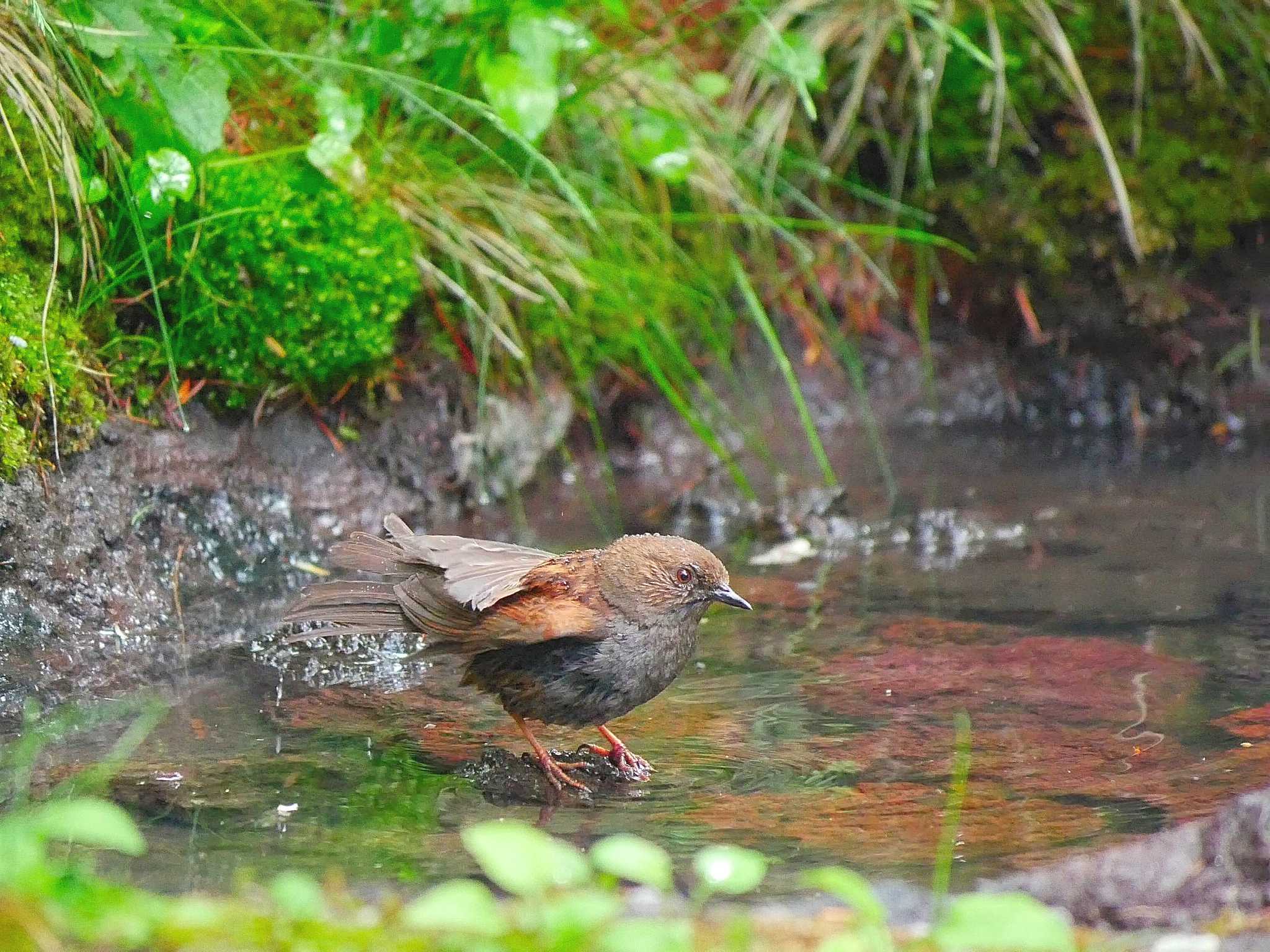 Photo of Japanese Accentor at Okuniwaso(Mt. Fuji) by kenek