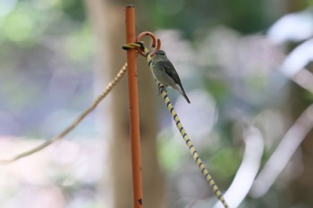 Daurian Redstart Mizumoto Park Thu, 10/26/2023