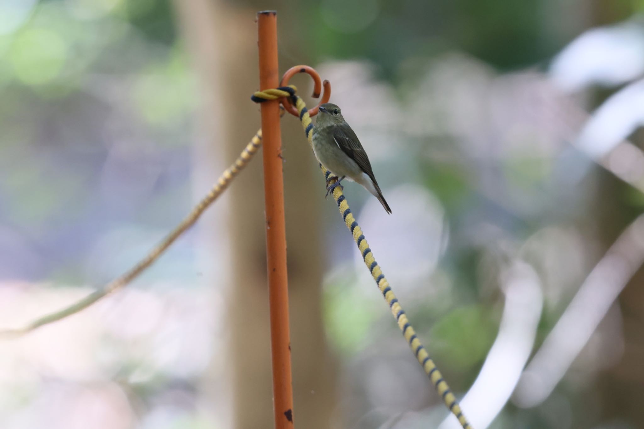 Photo of Daurian Redstart at Mizumoto Park by atushiever