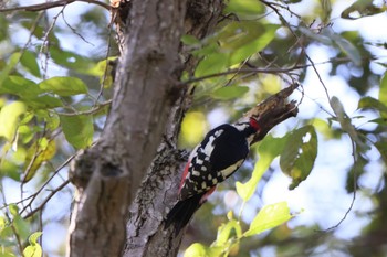 Great Spotted Woodpecker Mizumoto Park Thu, 10/26/2023