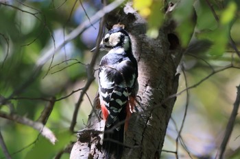 Great Spotted Woodpecker Mizumoto Park Thu, 10/26/2023