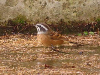 Meadow Bunting 創造の森(山梨県) Sun, 10/22/2023