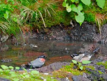 Eurasian Bullfinch Okuniwaso(Mt. Fuji) Sat, 7/8/2017