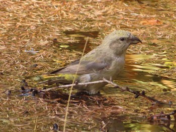 Red Crossbill 創造の森(山梨県) Sun, 10/22/2023