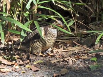 Common Cuckoo 芝川第一調節池(芝川貯水池) Sun, 10/22/2023