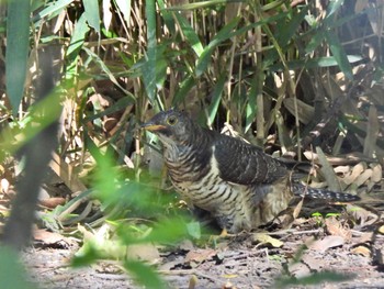 Common Cuckoo 芝川第一調節池(芝川貯水池) Sun, 10/22/2023