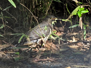 Common Cuckoo 芝川第一調節池(芝川貯水池) Sun, 10/22/2023