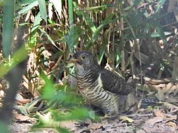 Common Cuckoo 芝川第一調節池(芝川貯水池) Sun, 10/22/2023