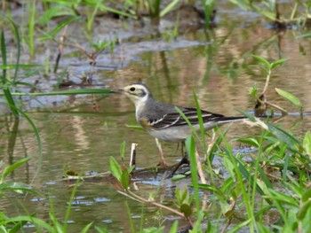 Citrine Wagtail Ishigaki Island Mon, 10/23/2023