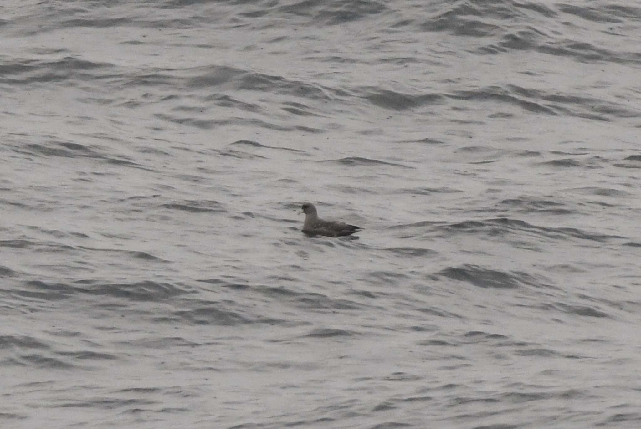 Photo of Northern Fulmar at 八戸-苫小牧航路 by あひる