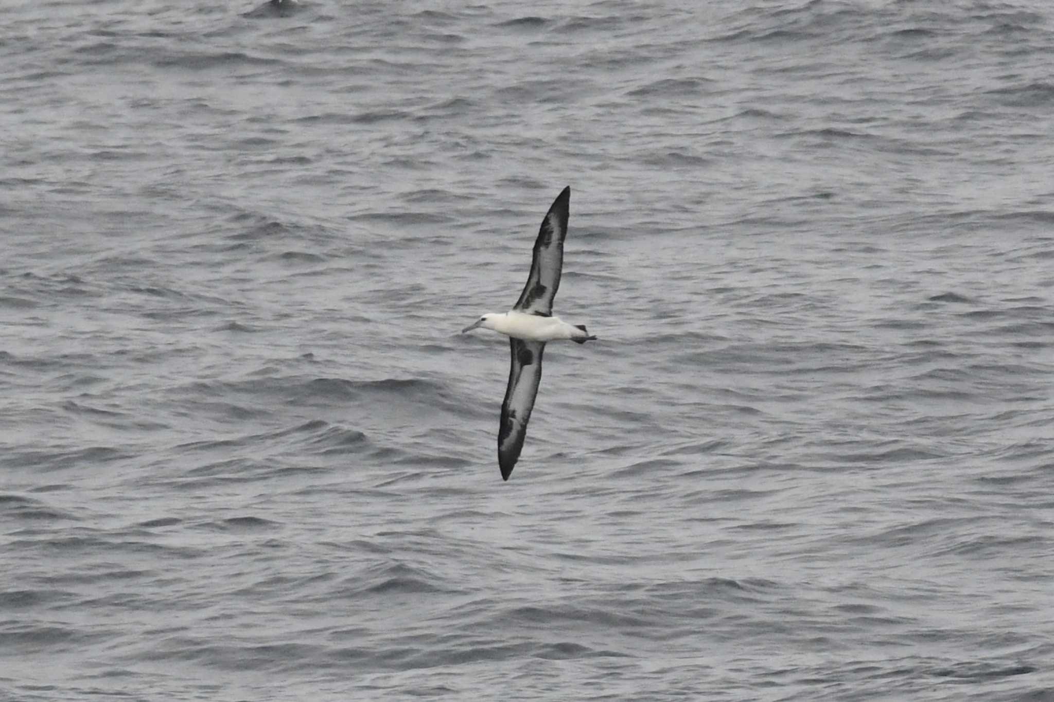 Laysan Albatross