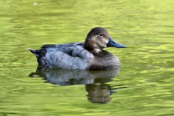 ホシハジロ 上野台公園（東海市） 2023年10月25日(水)