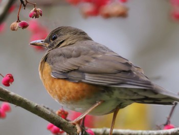 アカハラ 戸隠森林植物園(戸隠森林公園) 2023年10月21日(土)