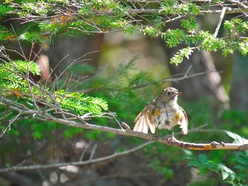 Red-flanked Bluetail Okuniwaso(Mt. Fuji) Sat, 7/8/2017