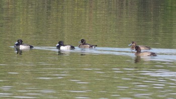 Wed, 10/25/2023 Birding report at 奈良市水上池