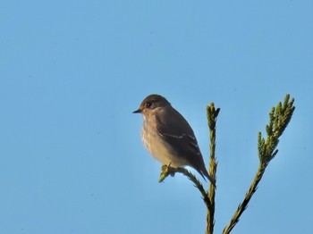 Dark-sided Flycatcher 沼田公園(群馬県) Sat, 10/14/2023