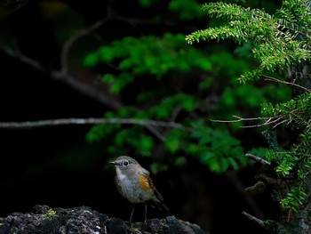 ルリビタキ 奥庭荘(富士山) 2017年7月8日(土)